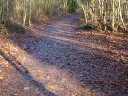 Image on trail
